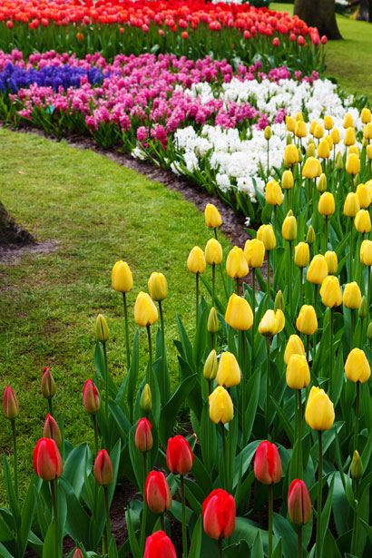 parterre de fleurs