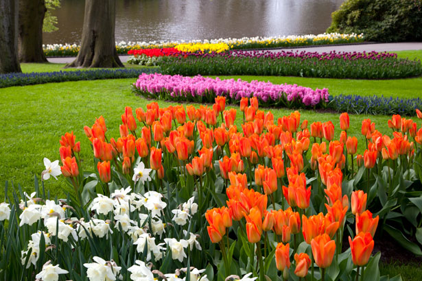 parterre de fleurs