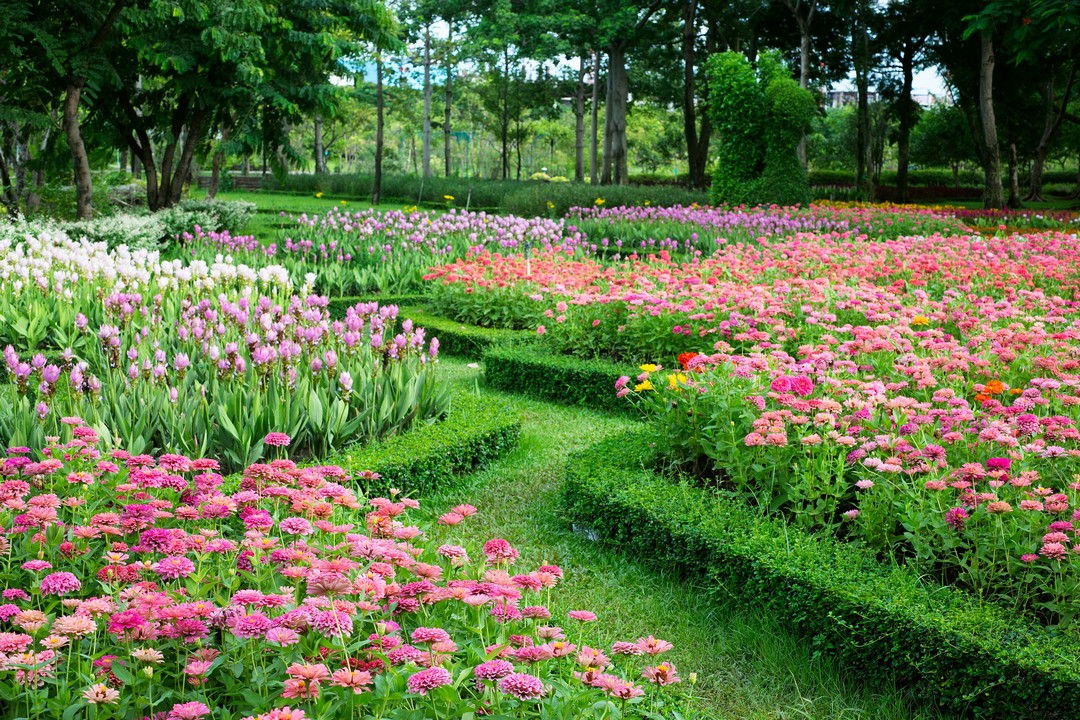 plantes bordure allées