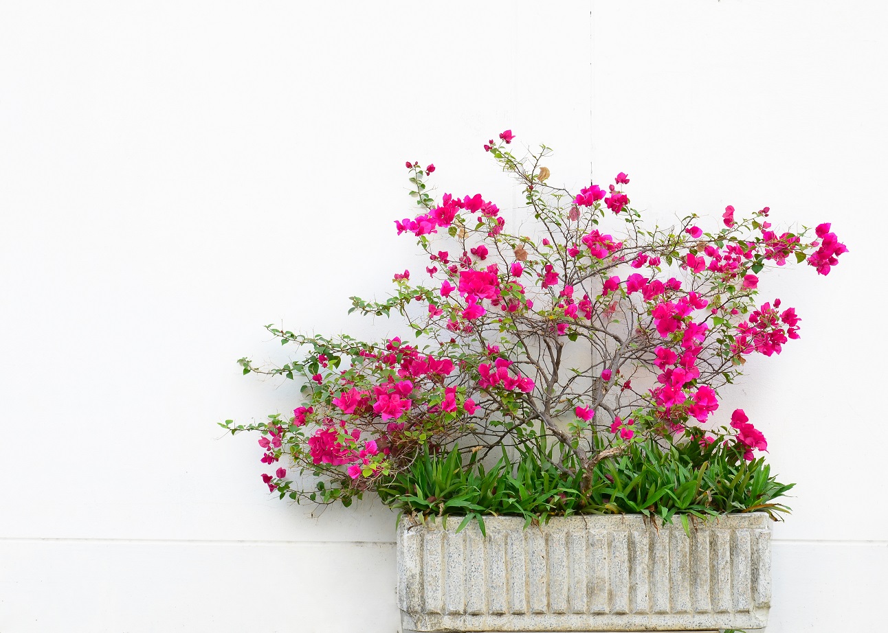 2 Pots de Fleur pour herbes TERRACOTTA-Pots lavande jardinières méditerranéen