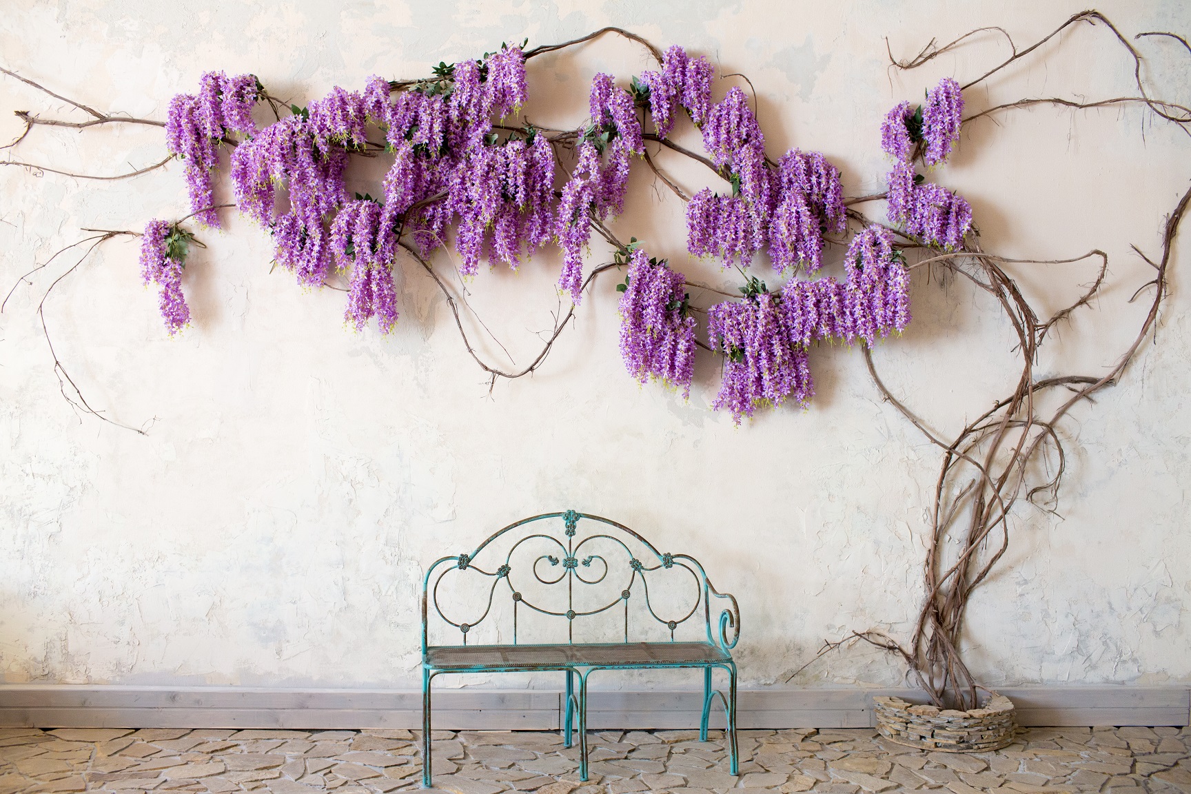 plantes grimpante mur provençal