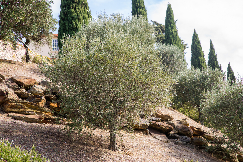 cultiver olivier
